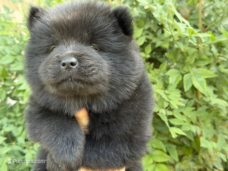AROOSTOOK (black) – Chow Chow puppy for sale in Austin, TX