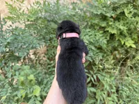 AUGUSTA (black), a female Chow Chow for sale in Austin, TX – 2 of 10