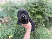 PRESQUE ISLE , a male Chow Chow for sale in Austin, TX – 2 of 10