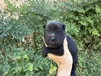 AUGUSTA (black), a female Chow Chow for sale in Austin, TX – 7 of 10