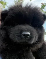 Winston, a male Chow Chow for sale in Austin, TX – 3 of 10