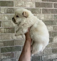 PATRIOT Creamy White , a male Chow Chow for sale in Austin, TX – 2 of 10