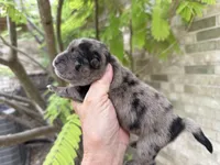 Blue Merle BALOO, a male Chow Chow for sale in Austin, TX – 8 of 10