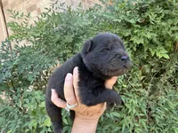 HOLDEN (black), a male Chow Chow for sale in Austin, TX – 2 of 10