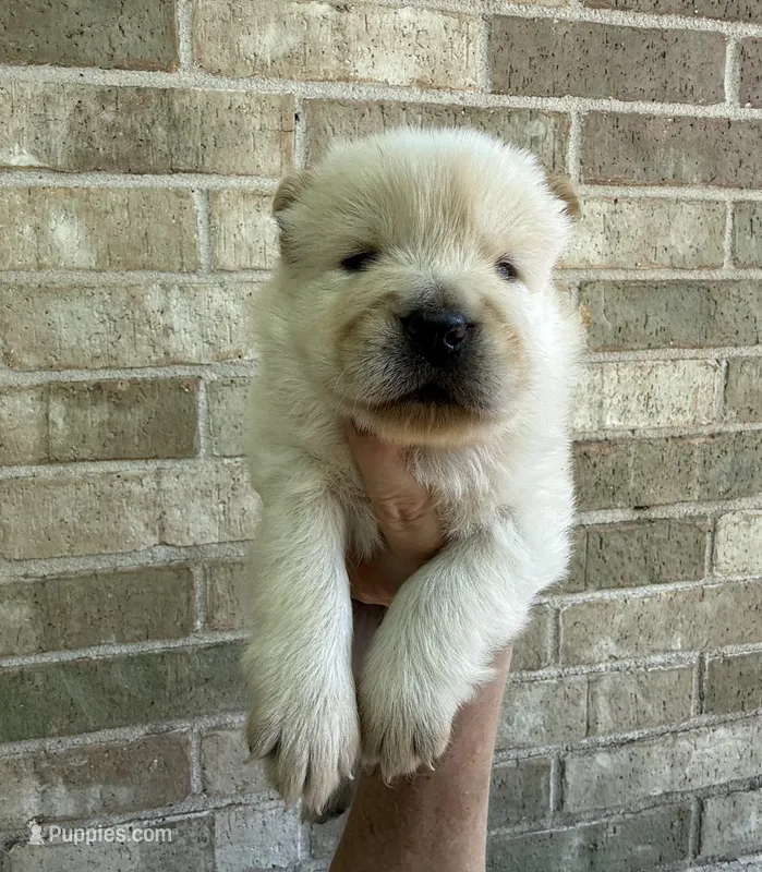 PATRIOT Creamy White  – Chow Chow puppy for sale in Austin, TX