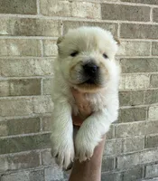 PATRIOT Creamy White , a male Chow Chow for sale in Austin, TX – 1 of 10