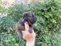 MADAWASKA (Red), a female Chow Chow for sale in Austin, TX – 10 of 10