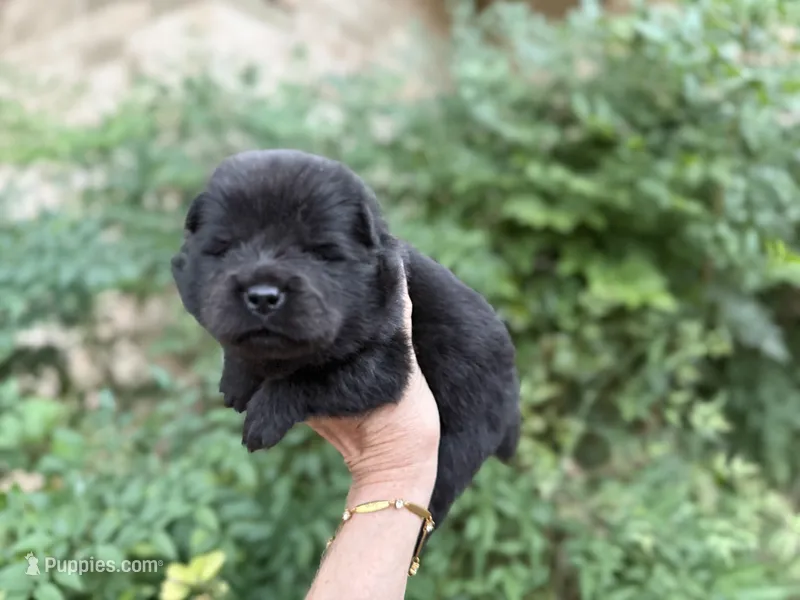PRESQUE ISLE  – Chow Chow puppy for sale in Austin, TX