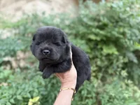 PRESQUE ISLE , a male Chow Chow for sale in Austin, TX – 1 of 10