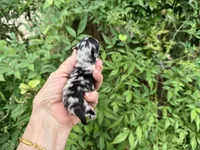 MERLE “SPRINKLES” cookies n cream , a female Pomeranian for sale in Austin, TX – 3 of 10