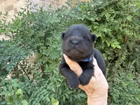 HOLDEN (black), a male Chow Chow for sale in Austin, TX – 6 of 10