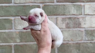 VALOR creamy white, a male Chow Chow for sale in Austin, TX – 10 of 10