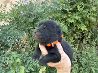 BANGOR (black), a male Chow Chow for sale in Austin, TX – 3 of 10