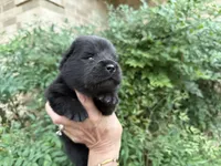 PRESQUE ISLE , a male Chow Chow for sale in Austin, TX – 7 of 10