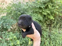 AROOSTOOK (black), a male Chow Chow for sale in Austin, TX – 9 of 10