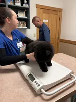 William , a male Chow Chow for sale in Austin, TX – 3 of 10