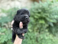 EASTON (black), a male Chow Chow for sale in Austin, TX – 7 of 10