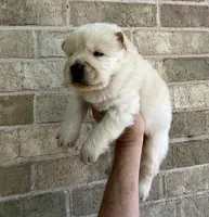 PATRIOT Creamy White , a male Chow Chow for sale in Austin, TX – 7 of 10