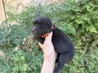 BANGOR (black), a male Chow Chow for sale in Austin, TX – 8 of 10