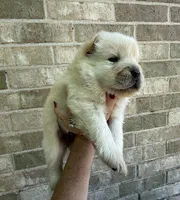PATRIOT Creamy White , a male Chow Chow for sale in Austin, TX – 6 of 10
