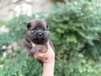 MADAWASKA (Red), a female Chow Chow for sale in Austin, TX – 3 of 10