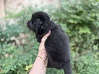 PRESQUE ISLE , a male Chow Chow for sale in Austin, TX – 4 of 10