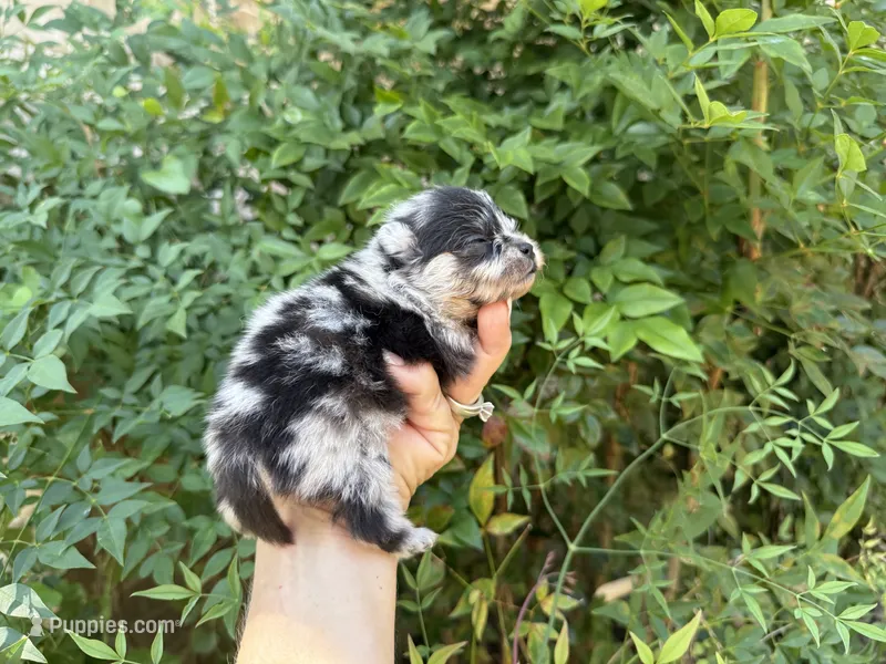 MERLE “SPRINKLES” cookies n cream  – Pomeranian puppy for sale in Austin, TX