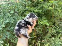 MERLE “SPRINKLES” cookies n cream , a female Pomeranian for sale in Austin, TX – 1 of 10