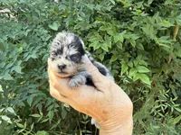 MERLE “SPRINKLES” cookies n cream , a female Pomeranian for sale in Austin, TX – 2 of 10