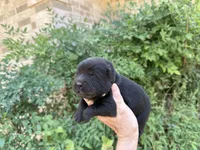 AROOSTOOK (black), a male Chow Chow for sale in Austin, TX – 3 of 10