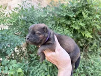 MADAWASKA (Red), a female Chow Chow for sale in Austin, TX – 9 of 10