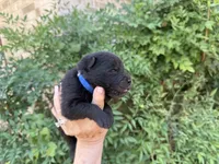 HOLDEN (black), a male Chow Chow for sale in Austin, TX – 7 of 10