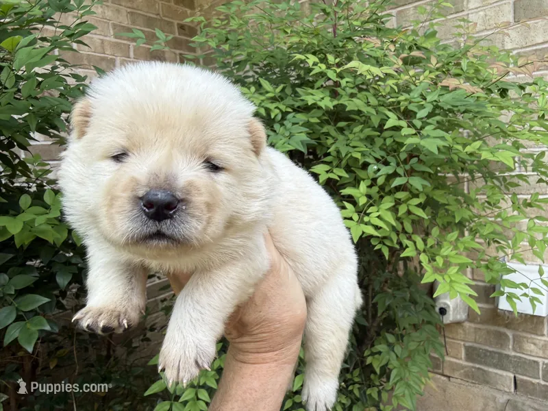 VALOR creamy white – Chow Chow puppy for sale in Austin, TX