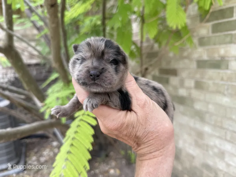 Blue Merle BALOO – Chow Chow puppy for sale in Austin, TX