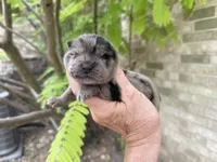 Blue Merle BALOO, a male Chow Chow for sale in Austin, TX – 1 of 10