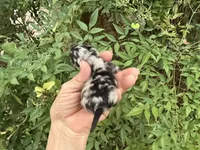 MERLE “SPRINKLES” cookies n cream , a female Pomeranian for sale in Austin, TX – 8 of 10