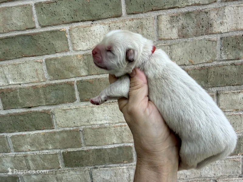 Freedom / creamy white – Chow Chow puppy for sale in Austin, TX