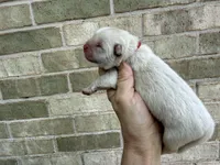 Freedom / creamy white, a male Chow Chow for sale in Austin, TX – 1 of 10