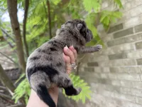 Blue Merle BALOO, a male Chow Chow for sale in Austin, TX – 7 of 10