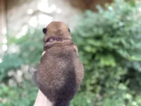 MADAWASKA (Red), a female Chow Chow for sale in Austin, TX – 9 of 10