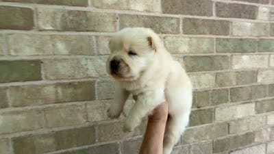 PATRIOT Creamy White , a male Chow Chow for sale in Austin, TX – 10 of 10