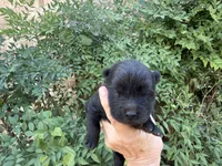 AUGUSTA (black), a female Chow Chow for sale in Austin, TX – 10 of 10