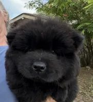 Winston, a male Chow Chow for sale in Austin, TX – 9 of 10