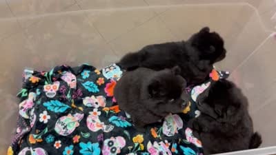 William , a male Chow Chow for sale in Austin, TX – 10 of 10