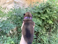 MADAWASKA (Red), a female Chow Chow for sale in Austin, TX – 7 of 10