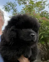Winston, a male Chow Chow for sale in Austin, TX – 6 of 10