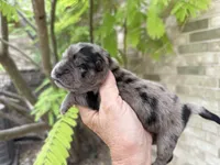 Blue Merle BALOO, a male Chow Chow for sale in Austin, TX – 10 of 10