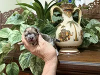Merle CONFETTI, a male Pomeranian for sale in Austin, TX – 4 of 10