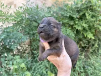 MADAWASKA (Red), a female Chow Chow for sale in Austin, TX – 5 of 10