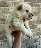 PATRIOT Creamy White , a male Chow Chow for sale in Austin, TX – 4 of 10